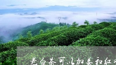 老白茶可以加姜和红枣吗/2023032765058