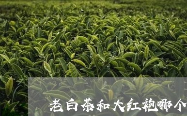 老白茶和大红袍哪个好喝/2023032726169