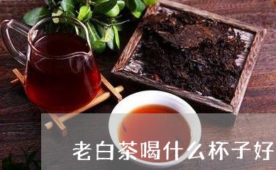 老白茶喝什么杯子好一点/2023032721784