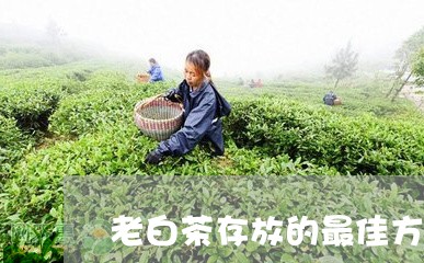 老白茶存放的最佳方法是/2023032742046