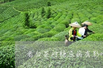 老白茶对糖尿病有影响吗/2023032788463