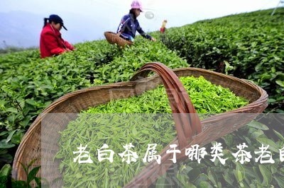 老白茶属于哪类茶老白茶/2023032890935