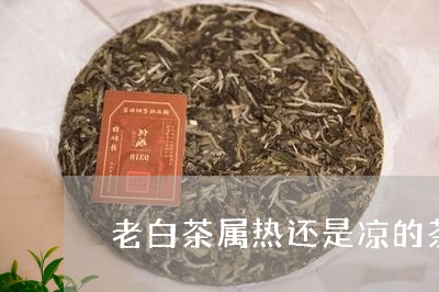 老白茶属热还是凉的茶叶/2023032849603