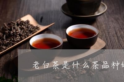 老白茶是什么茶品种的茶/2023032873937