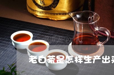 老白茶是怎样生产出来的/2023032896137