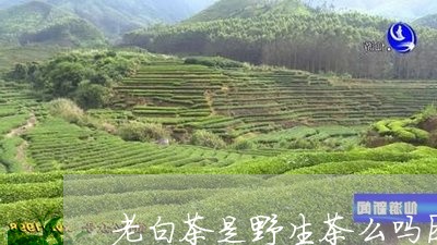 老白茶是野生茶么吗图片/2023032801947