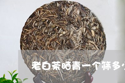 老白茶晒青一个筛多少茶/2023032871736