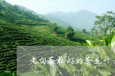 老白茶最好的茶是什么茶/2023032832758