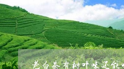 老白茶有树叶味还能喝吗/2023032808372