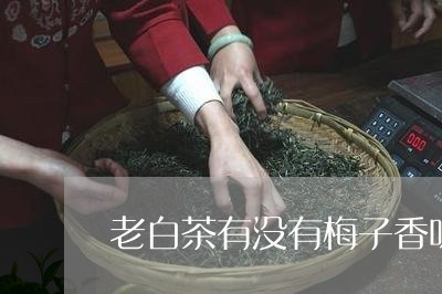 老白茶有没有梅子香味儿/2023032836270