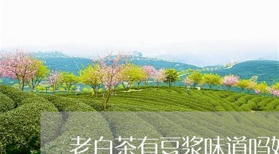 老白茶有豆浆味道吗好吗/2023032882926