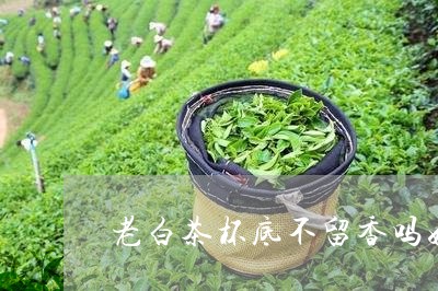 老白茶杯底不留香吗好吗/2023032891814