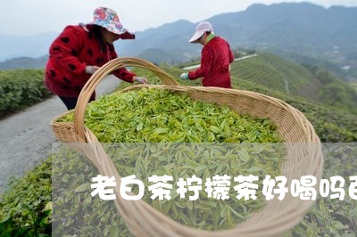 老白茶柠檬茶好喝吗百度/2023032884141