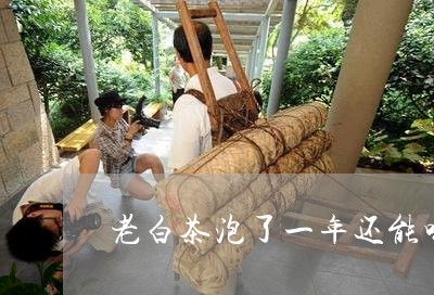 老白茶泡了一年还能喝吗/2023032841391