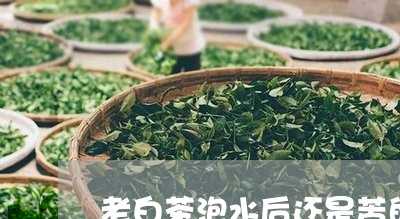 老白茶泡水后还是苦的吗/2023032851846