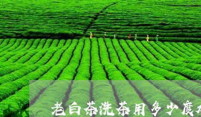 老白茶洗茶用多少度水温/2023032843925