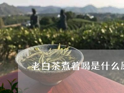 老白茶煮着喝是什么原因/2023032835048