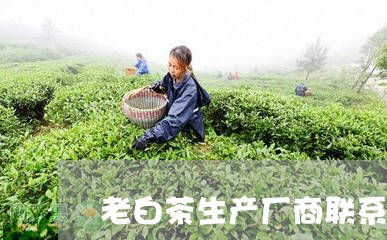 老白茶生产厂商联系方式/2023032803705