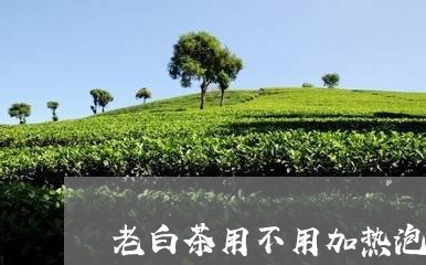 老白茶用不用加热泡着喝/2023032895028