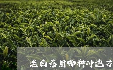 老白茶用哪种冲泡方法好/2023032817693