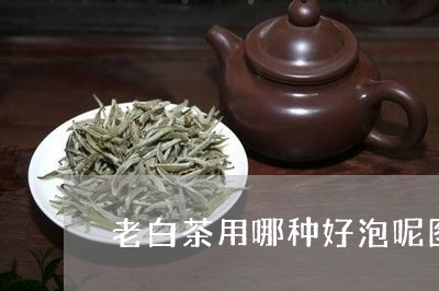 老白茶用哪种好泡呢图片/2023032818584