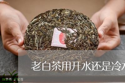 老白茶用开水还是冷水泡/2023032858606