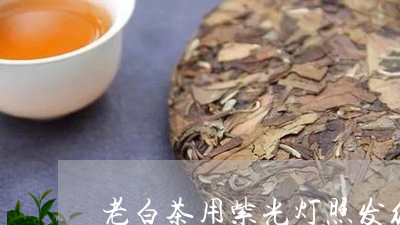 老白茶用紫光灯照发红色/2023032804350