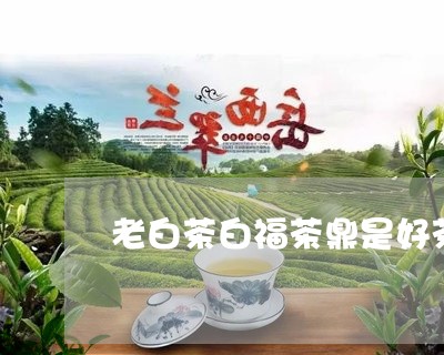 老白茶白福茶鼎是好茶吗/2023032831483