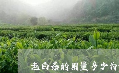 老白茶的用量多少为好呢/2023032862795