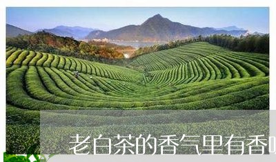 老白茶的香气里有香味嘛/2023032855261