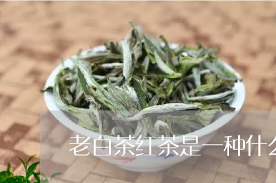 老白茶红茶是一种什么茶/2023032891784