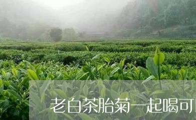 老白茶胎菊一起喝可以吗/2023032892827