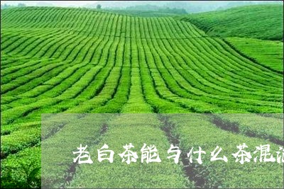 老白茶能与什么茶混泡喝/2023032800793