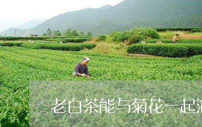 老白茶能与菊花一起泡吗/2023032808250