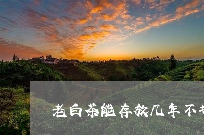 老白茶能存放几年不坏吗/2023032865936