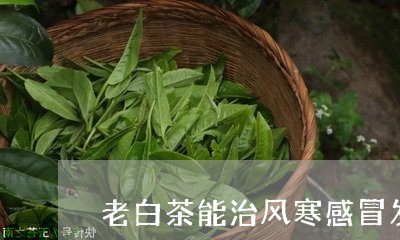 老白茶能治风寒感冒发烧/2023032887370