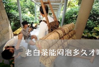 老白茶能闷泡多久才喝好/2023032885747