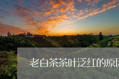 老白茶茶叶泛红的原因是/2023032866937