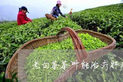 老白茶茶叶能治疗肝病吗/2023032821483