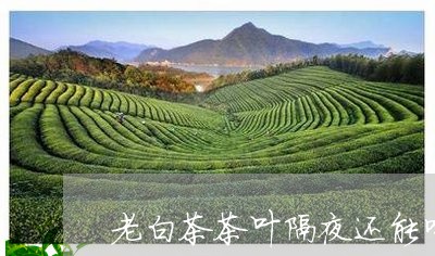 老白茶茶叶隔夜还能喝吗/2023032804168