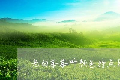 老白茶茶叶颜色特点图片/2023032840581