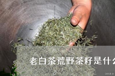 老白茶荒野茶籽是什么茶/2023032827360