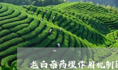 老白茶药理作用机制图片/2023032816378