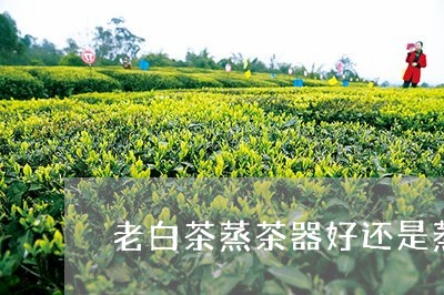 老白茶蒸茶器好还是蒸好/2023032872947