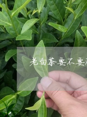 老白茶要不要泡一下喝完/2023032784259