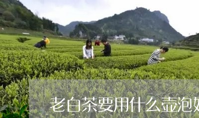 老白茶要用什么壶泡好喝/2023032840504