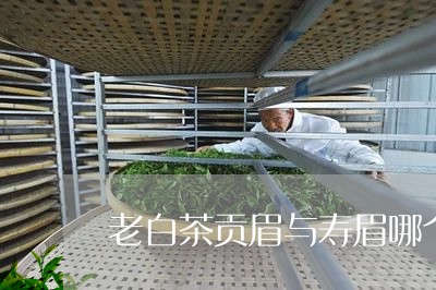 老白茶贡眉与寿眉哪个好/2023032840502