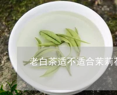 老白茶适不适合茉莉花茶/2023032847182