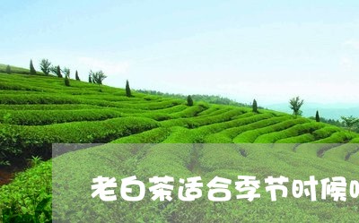 老白茶适合季节时候喝吗/2023032839261