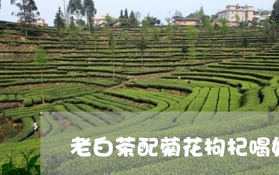 老白茶配菊花枸杞喝好吗/2023032849593